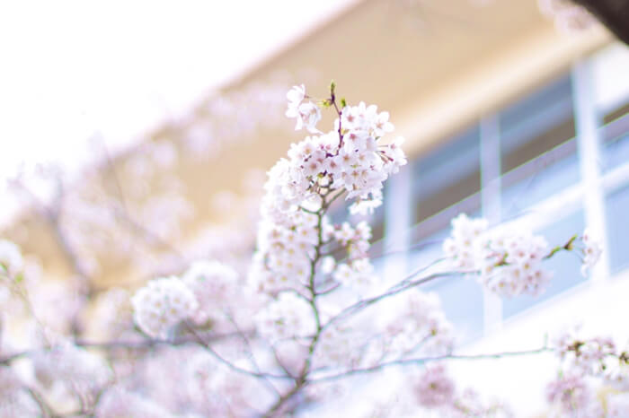 桜