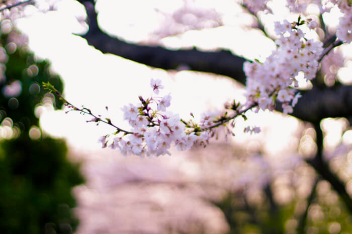 桜